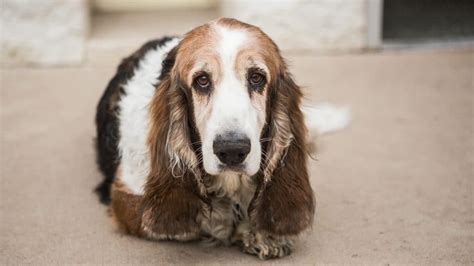 Basset Hound Grooming: Tips on Shedding, Bathing and More