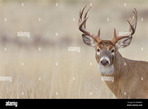 Whitetail Deer buck with trophy class antlers sporting 16 antler points Stock Photo - Alamy