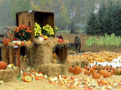 fall harvest wallpaper