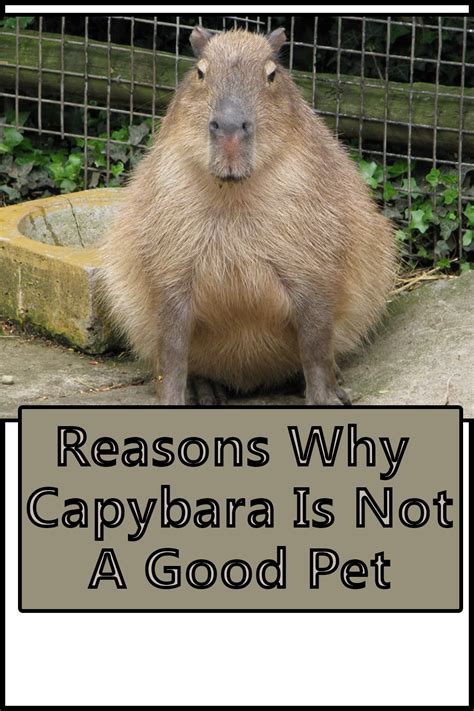 Reasons Why Capybara Is Not A Good Pet - The Buzz Land