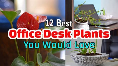 Total 97+ imagen best plants for office desk - Abzlocal.mx