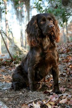 100 Boykin Spaniel ideas | boykin spaniel, spaniel, brown dog