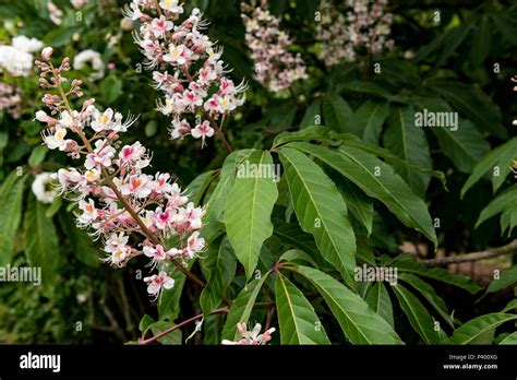 Aesculus Indica, Indian horse chestnut, Sapindaceae. Close up of flowers Stock Photo - Alamy