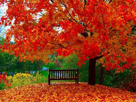 Free Windows 7 Screensavers Autumn | fall screensaver for mac | screensavers | Pinterest ...