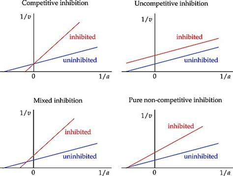 Noncompetitive Inhibition Lineweaver Burk