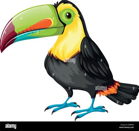 Toucan bird on white background illustration Stock Vector Image & Art ...