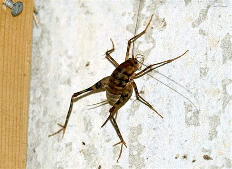 Spider crickets: The bugs you don’t want in your house this fall - The ...