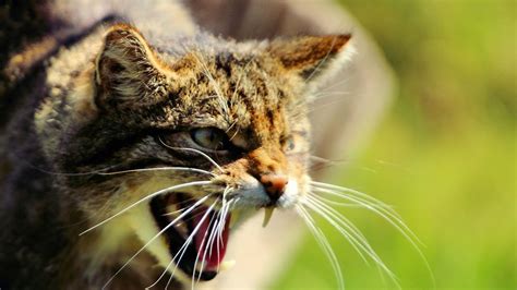 cropped-wildcat.jpg | Wildlife Science