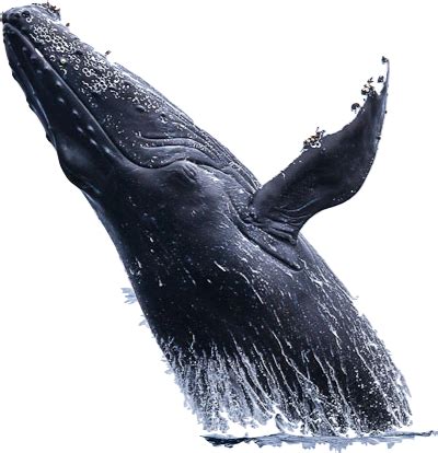 Whale Png Hd - Free Transparent PNG Download - PNGkey