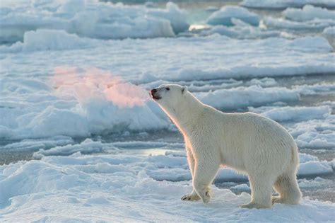 Polar bears in Svalbard