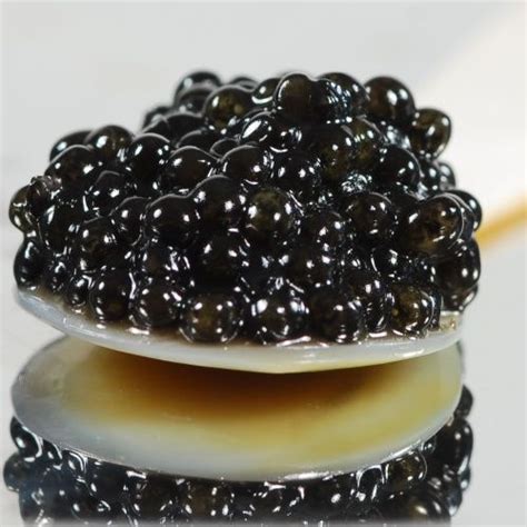 Beluga Sturgeon Caviar Price - Galuh Karnia458