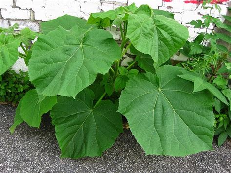 COLD HARDY PLANTS WITH GIANT LEAVES |The Garden of Eaden