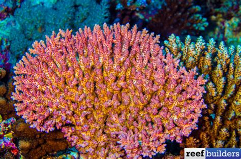 Acropora anthocercis, Another Champion Coral of the Outer Reef | Reef ...