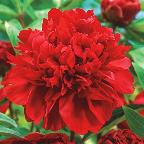 Karl Rosenfield Peony (Paeonia) Live Bareroot Plant Double Red Flowering Perennial-08998 - The ...