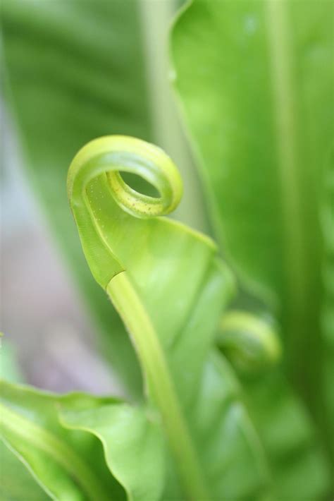 Green leaves close up 11435080 Stock Photo at Vecteezy