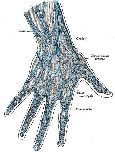 Dorsal metacarpal veins - Alchetron, the free social encyclopedia