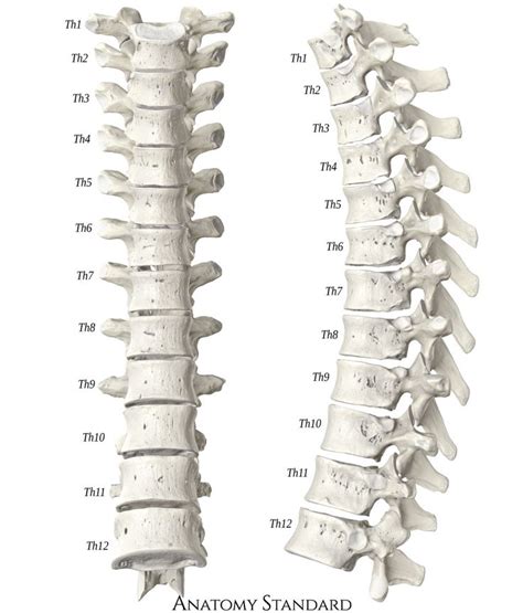 Thoracic spine. Front & Side view | Thoracic vertebrae, Anatomy bones ...