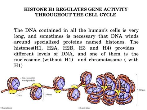 New role of JNK protein and H1 Histone in the cell cycle