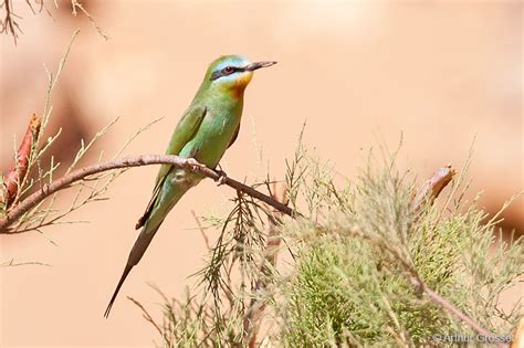 Blue-cheeked Bee-eater Merops persicus