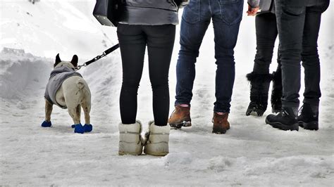 The Best Dog Hiking Boots to Cushion Your Pup's Paws