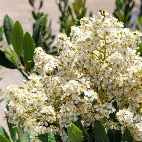 Toyon | C&J Gardening Center