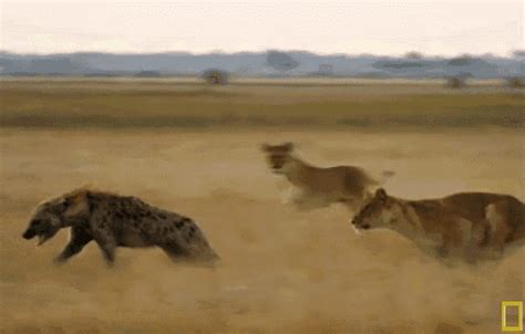 Hyena Running For Its Life GIF - WildAnimals Hyenas Lioness - Discover & Share GIFs