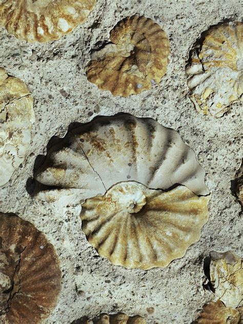 Seashell Mollusk Ammonite Fossil Background Stock Photo - Image of prehistoric, background ...