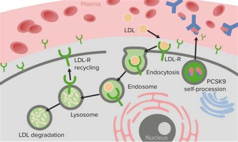 Pcsk9 Inhibitors Mechanism Of Action