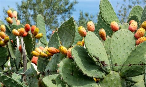 Practical Guide to Prickly Pear Thorn Removal: Helpful Tips and Techniques | Removemania