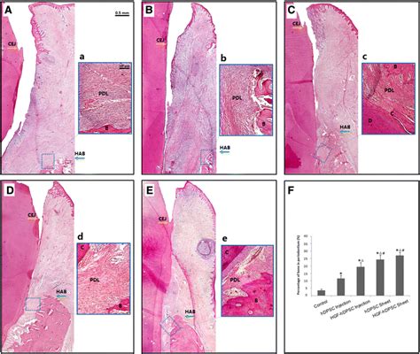 Whole-view histopathological assessments of periodontal tissue ...