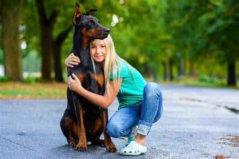 How to Train a Doberman Puppy: A Step-by-Step Guide | How To Train Your ...