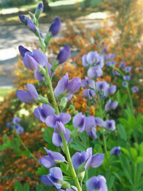 Baptisias: Plant Care and Collection of Varieties - Garden.org