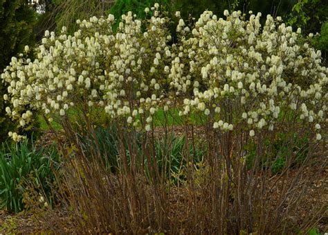 Dwarf Fothergilla (Fothergilla gardenii) Shade Shrubs, Dwarf ...