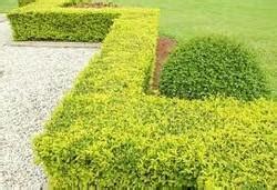 Full Sun Exposure Golden Duranta Hedge Plant, For Garden at Rs 10 in ...