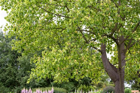 7 Types of Fast-Growing Shade Trees