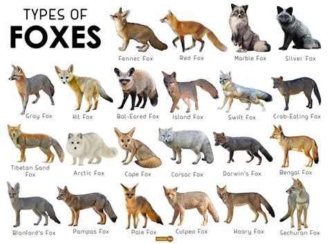 Please follow out of these foxes which are you? #littlefox #babyfox #kit #kitten #foxlove # ...