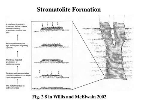 PPT - Fossil Stromatolites (3.5 BYA) PowerPoint Presentation, free download - ID:3624538