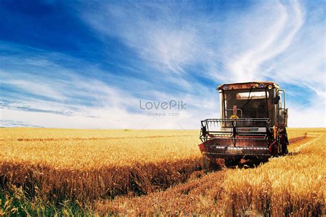 Golden Autumn Wheat Field Wheat Harvest Season Picture And HD Photos ...