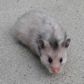 Grey Syrian Hamster | Cute and Playful Pet