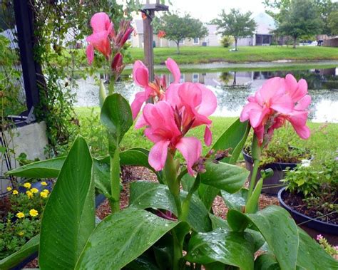 Colorful Cannas for Any Garden - Birds and Blooms