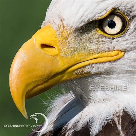 Beak | Bald Eagle . The hook at the tip is used for tearing. Behind the hook the upper mandible ...