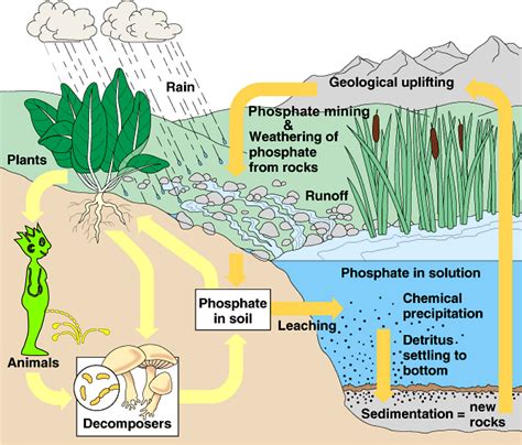 10 Things I Didn't Know About Phosphorus Fertilizer – Food (Policy) For ...