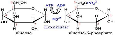 Hexokinase enzyme 8 catalyzes the reaction to supply energy to the... | Download Scientific Diagram