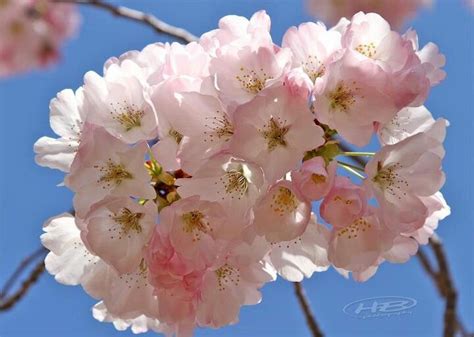 State flower of Connecticut.....Mountain Laurel..... | Flower beauty, Mountain laurel, Flowers