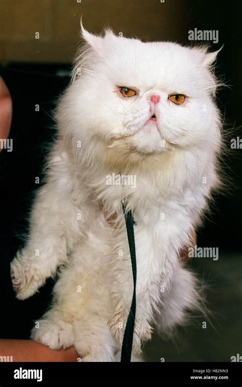 MR.TINKLES 'CATS AND DOGS' HOLLYWOOD LOS ANGELES USA 20 June 2001 Stock Photo - Alamy