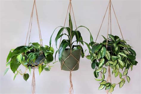 10 Low Light Indoor Hanging Plants For Every Plant Lover