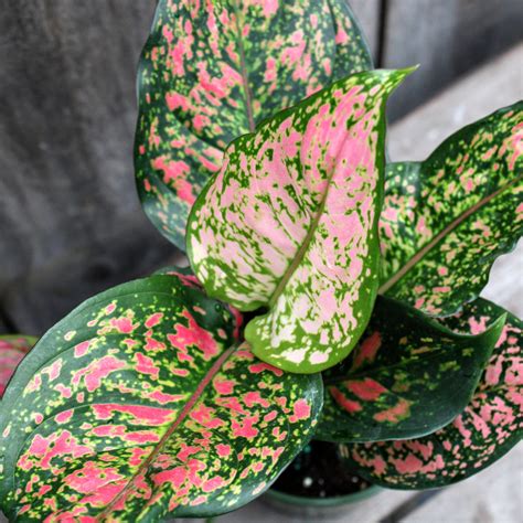 Aglaonema 'Red Valentine' | Chinese Evergreen 4" | Chinese evergreen ...