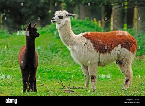 Alpaca (Llama pacos, Vicugna pacos), female with cria, native to South America, in captivity ...