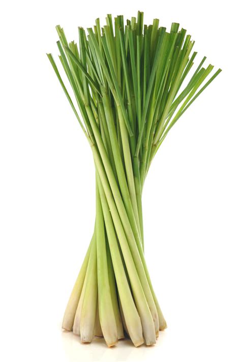 Lemongrass Food & Health Benefits