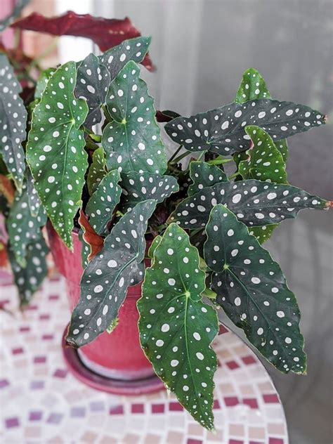 How to Care for the Gorgeous Begonia Maculata Plant!